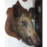 Taxidermy Interest - A stuffed and mounted wild boar's head, mounted on a pale oak shield shaped