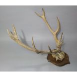 A pair of stag antlers mounted on an oak plaque