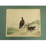 19th century school - Pair of red grouse and chicks in a coastal landscape, watercolour, 24 x 30cm