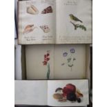 A 19th century sketch book containing an interesting collection of botanical watercolour studies,