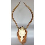 Good set of antique stag antlers upon a mahogany plaque base, 65cm high, together with a further set