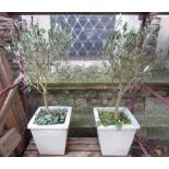 A pair of contemporary white glazed stoneware planters of square tapered form containing established