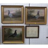 W A Beer (early 20th century British school) - Three studies of racing pigeons from the Bristol