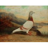 Andrew Beer British (1862-1954) - The Racing Pigeon, Novice, oil on canvas, signed, with inscription