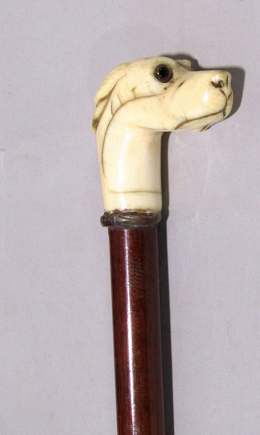 Slim Malacca walking cane with carved ivory type dog head finial, with glass eyes