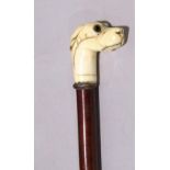 Slim Malacca walking cane with carved ivory type dog head finial, with glass eyes