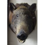 Taxidermy - A stuffed boars head mounted on a shield shaped plaque