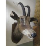 Taxidermy - a stuffed roan antelope head mounted on an oak shield shaped plaque/board with hand