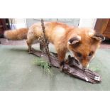 A well presented taxidermy figure of a fox upon a log base