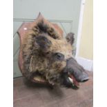Taxidermy Interest - A large boars head, stuffed and mounted, raised on an oak shield shaped frame