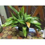 A green glazed jardiniere containing a potted aspidistra