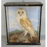 An Edwardian stuffed and mounted barn owl cased with landscape backing