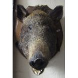 Taxidermy - a stuffed boar's head mounted on a shield shaped plaque