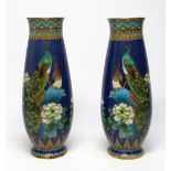 PAIR OF ORIENTAL CLOISONNE BALUSTER VASES, EACH WITH PEACOCKS AND FLOWERS ON A BLUE SCALE GROUND (H.