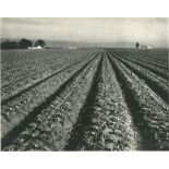 EDWARD WESTON - Lettuce Ranch, Salinas, California