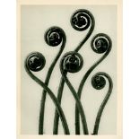 KARL BLOSSFELDT - Adiantum Pedatum (American Maidenhair Fern)