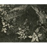 ANSEL ADAMS - Mountain Ferns