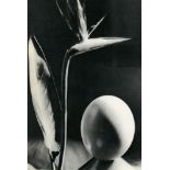 MAN RAY - Oiseau de Fleur de Paradis