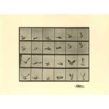 EADWEARD MUYBRIDGE [d'apres] - Bird in Flight