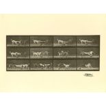 EADWEARD MUYBRIDGE [d'apres] - Dogs Fighting