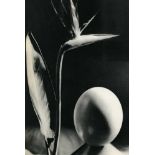 MAN RAY - Oiseau de Fleur de Paradis