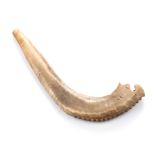 A RAM'S HORN SHOFAR, CRADOCK HEBREW CONGREGATION of typical form, 28,5cm long