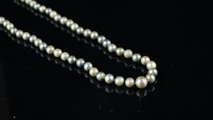 Single row of grey cultured pearls, measuring 3.5mm-7.8mm, on a silver clasp