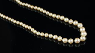 Single row pearl necklace, graduating pearls measuring 2.78-6.92, strung knotted on a white metal