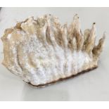 Fossil Mammoth / elephant Tooth