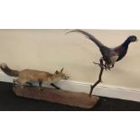 Taxidermy Fox and Pheasant mounted