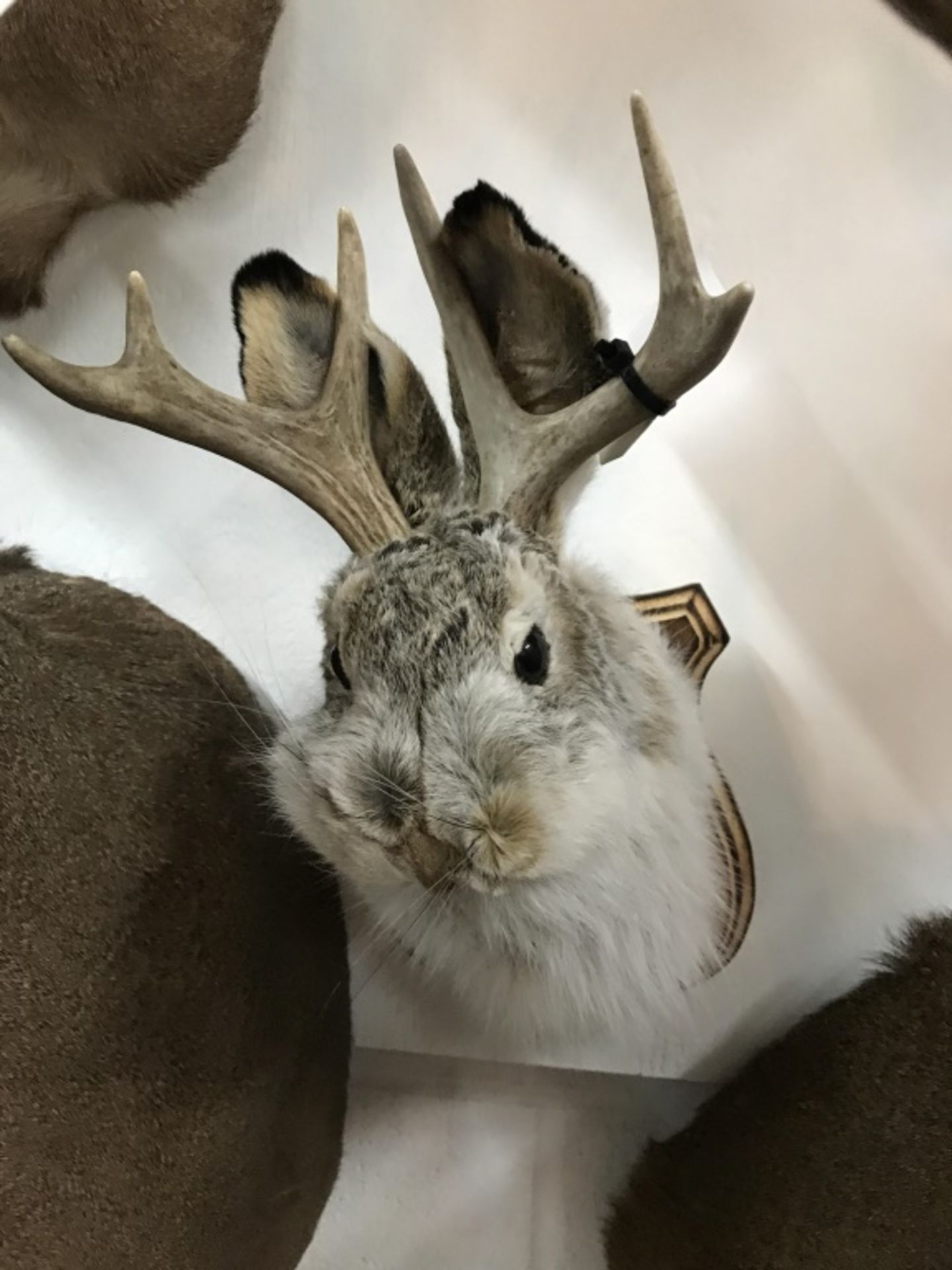 Jackalope - Image 2 of 13