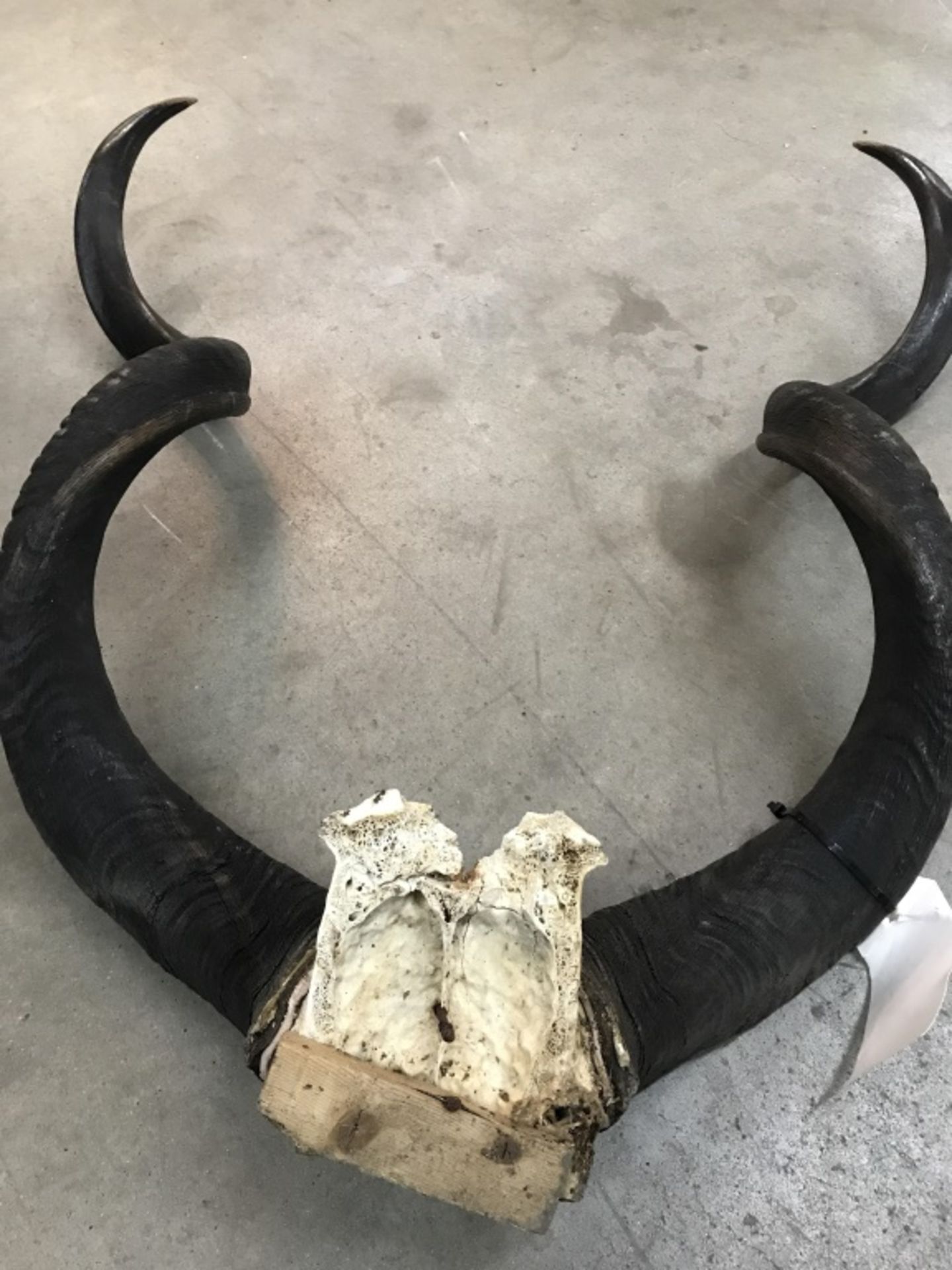 PR. Kudu Horns - Image 13 of 13