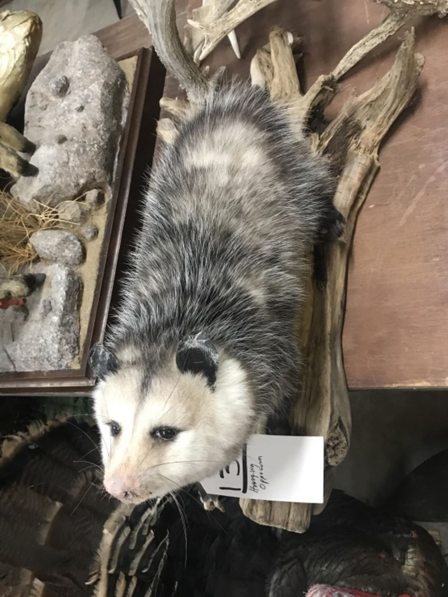 Hanging Opossum - Image 5 of 17