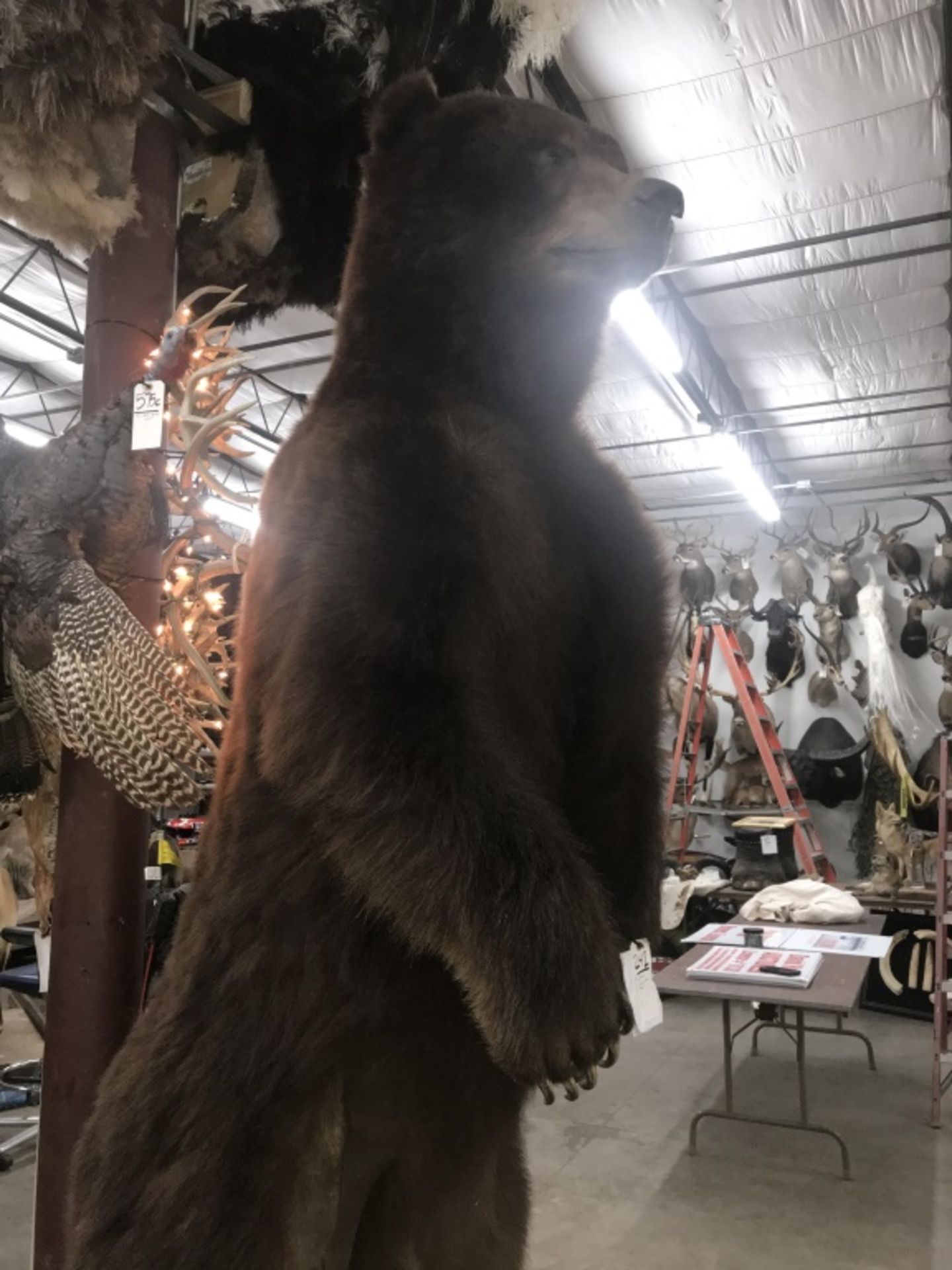 Life Size Awesome Brown Bear - Image 6 of 22