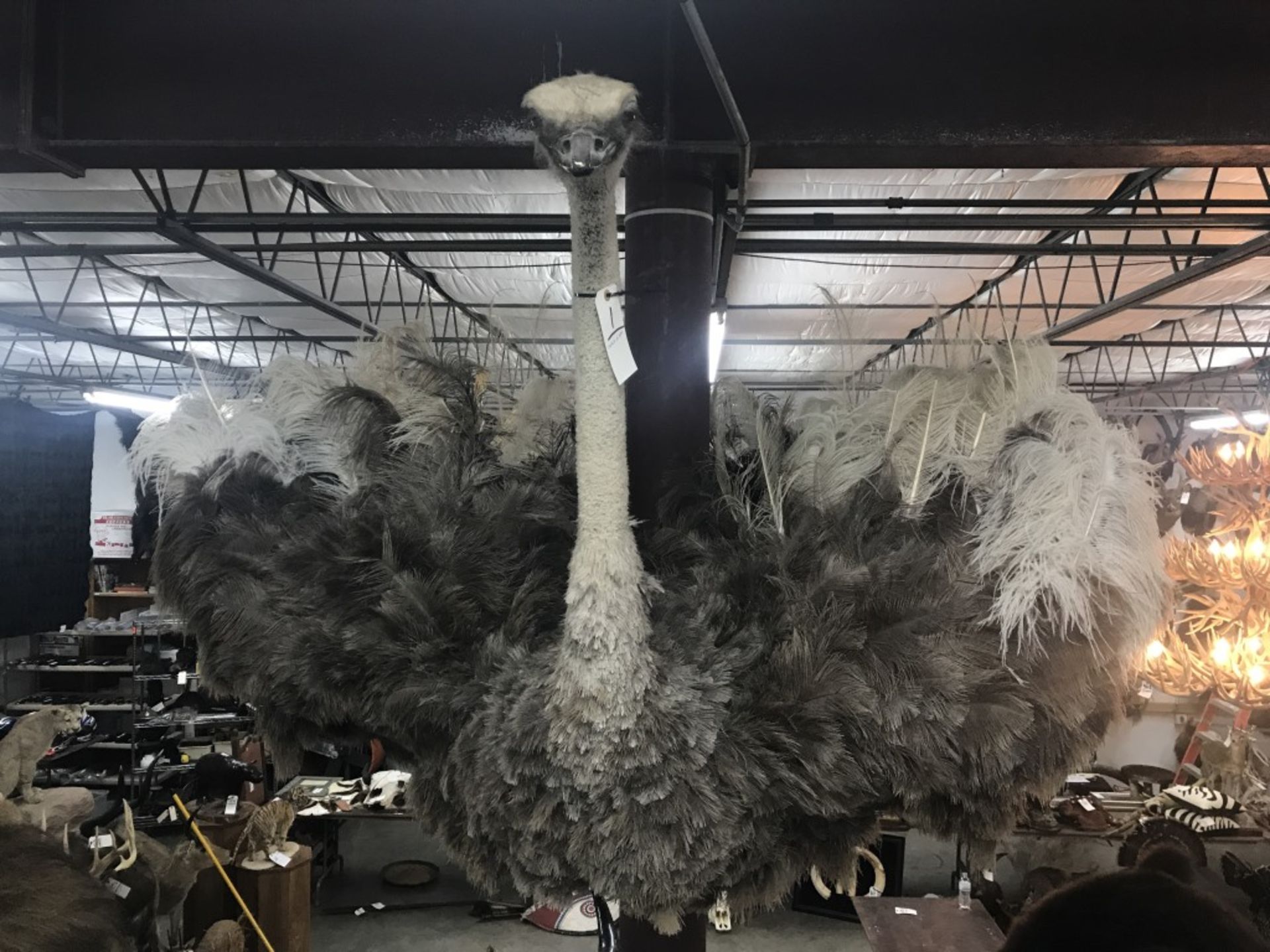 Taxidermy Ostrich Shoulder Mt. - Image 2 of 17