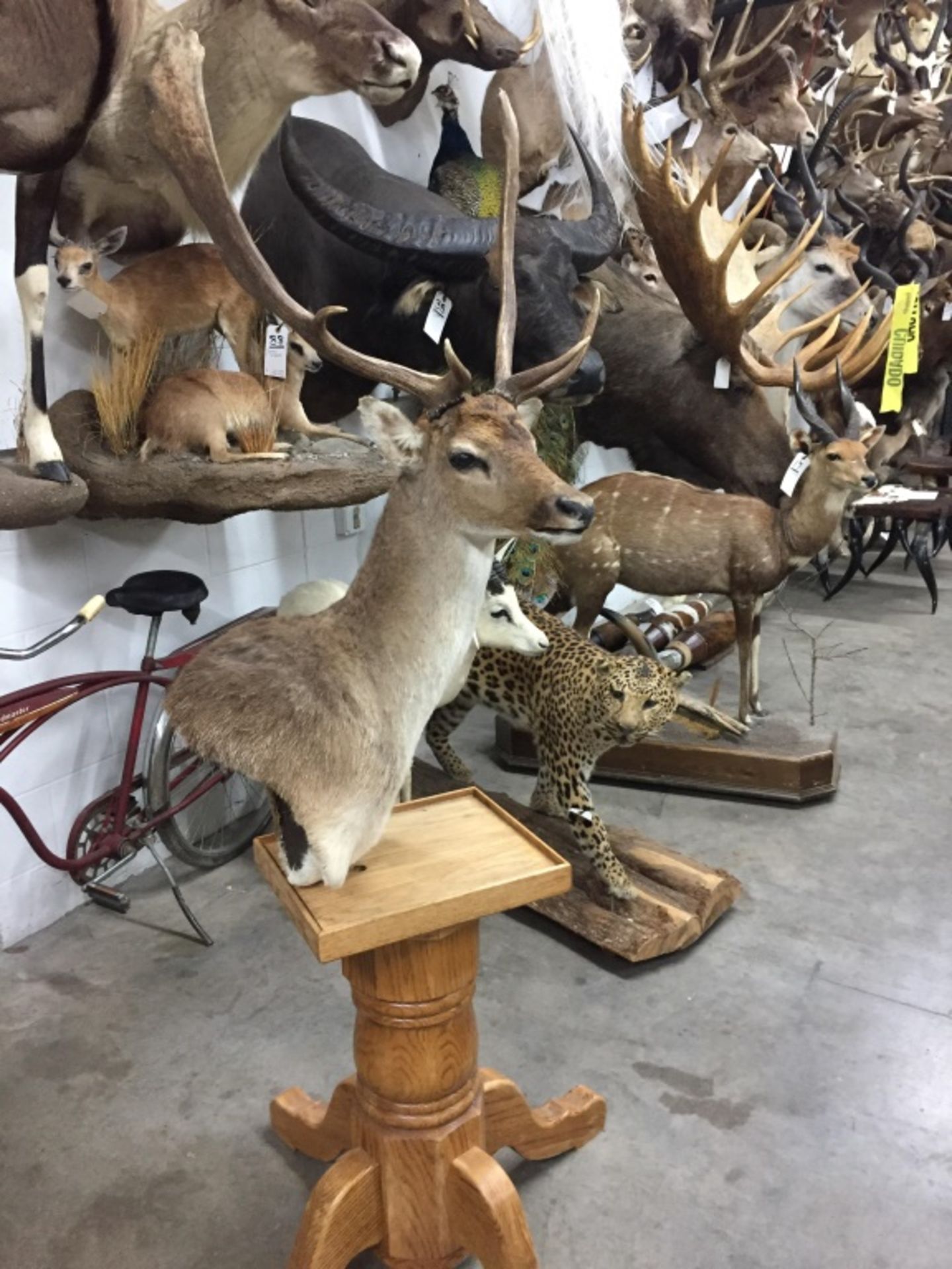 Pedestal Fallow Mount - Image 10 of 10