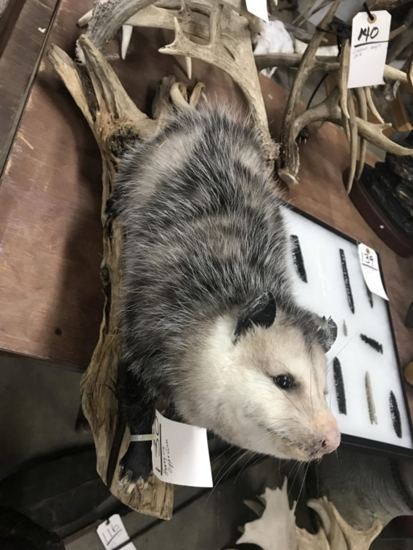 Hanging Opossum - Image 6 of 17