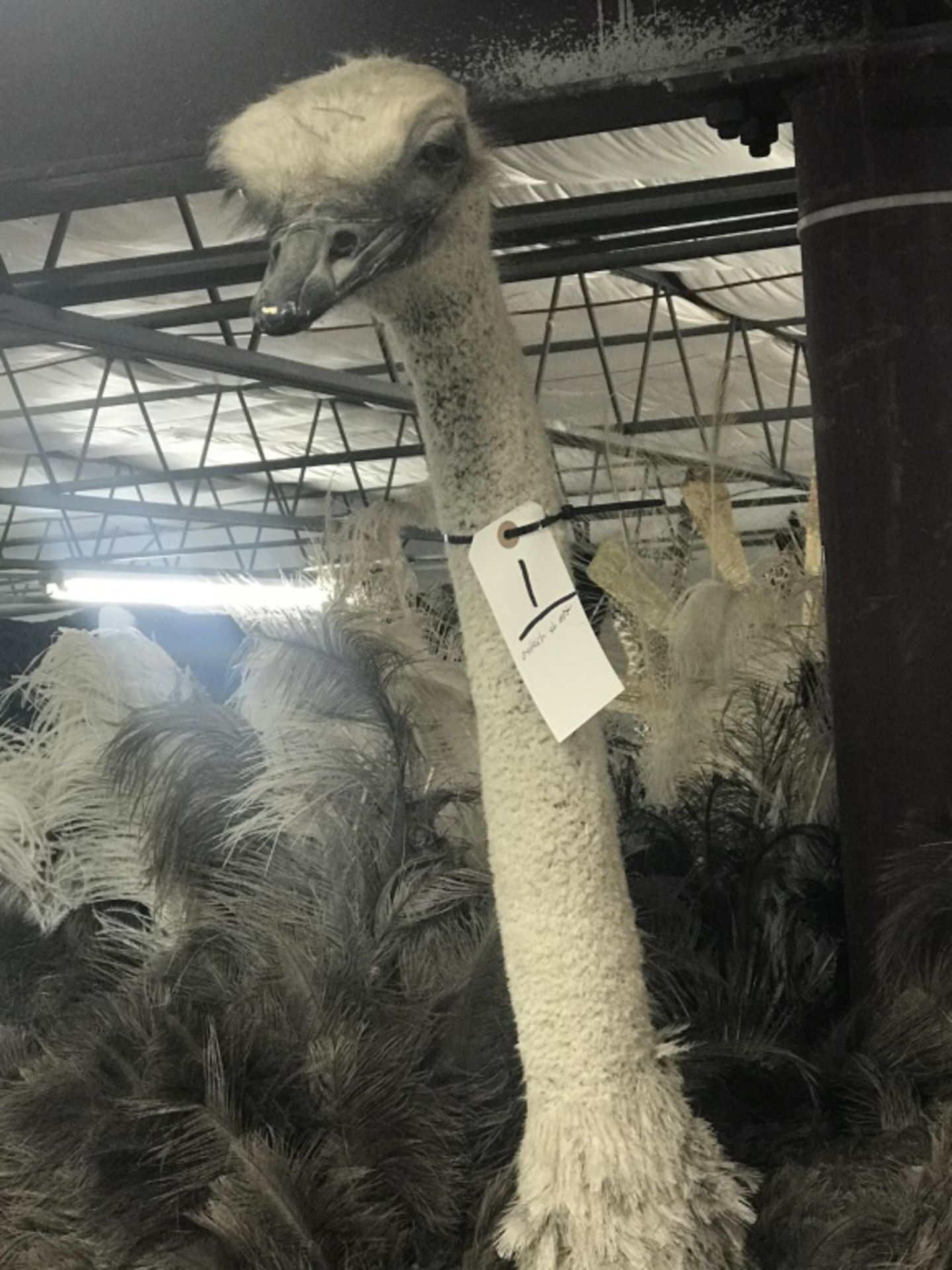 Taxidermy Ostrich Shoulder Mt. - Image 11 of 17