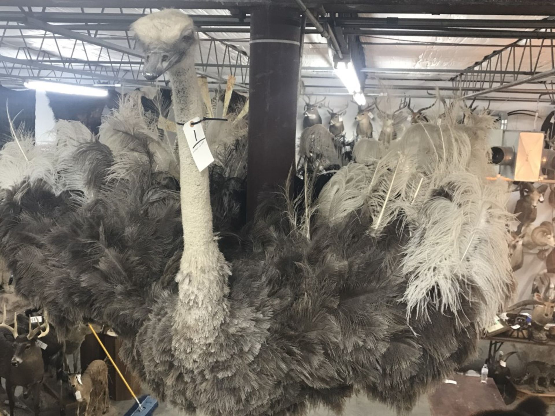 Taxidermy Ostrich Shoulder Mt. - Image 7 of 17