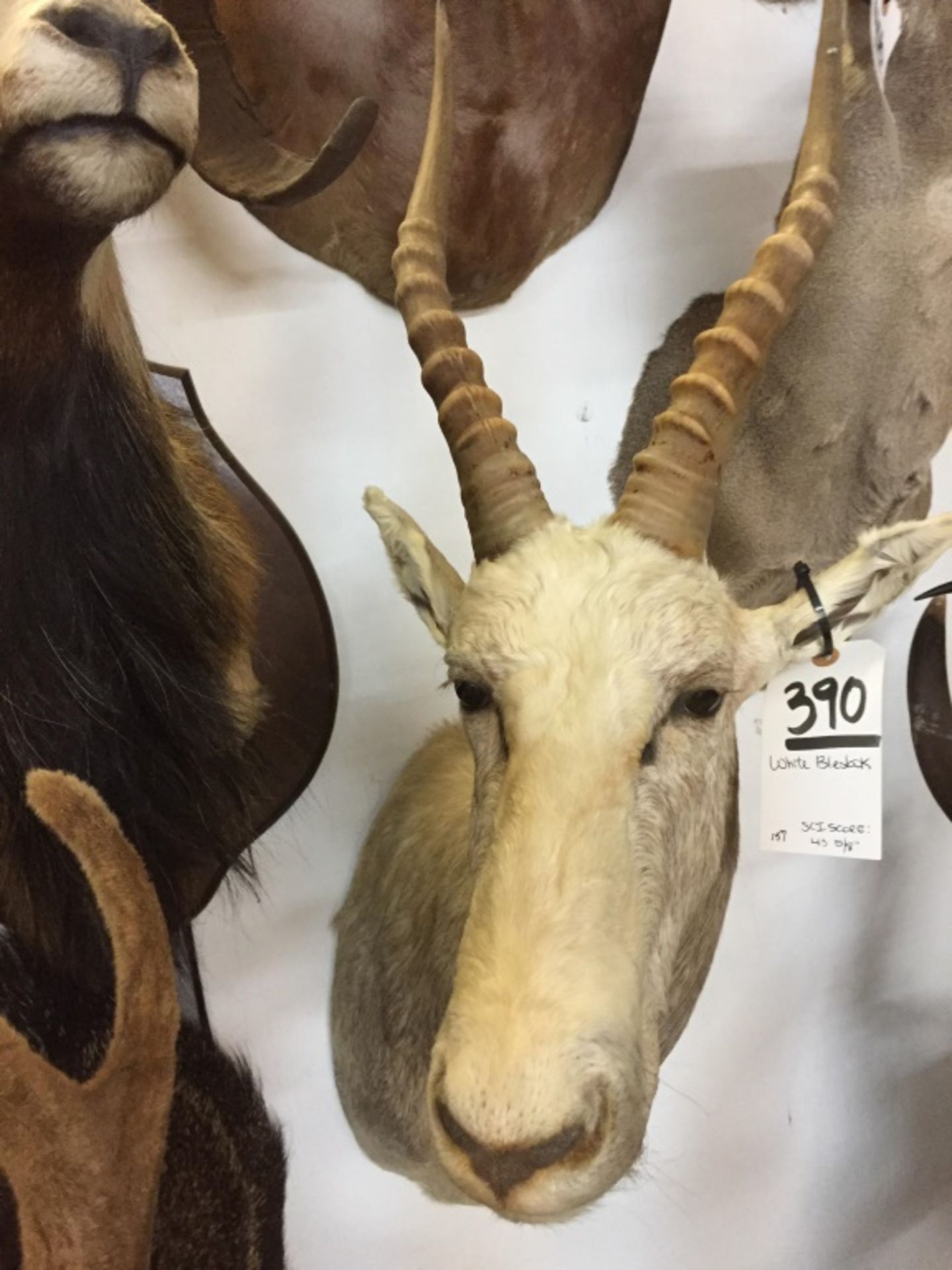 White Blesbok, S. Africa SCI 43 5/8