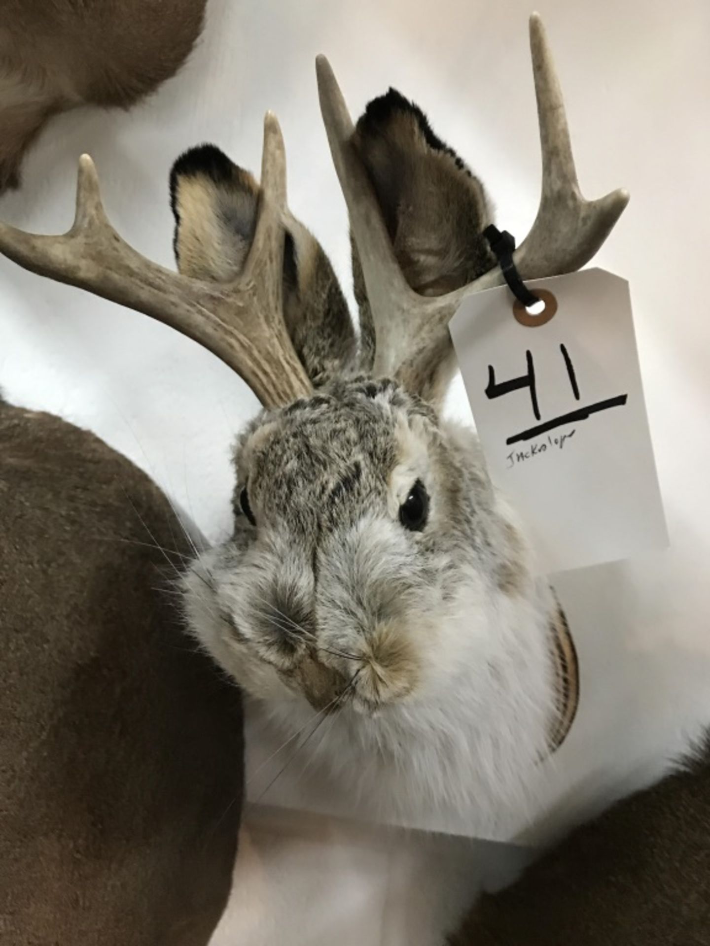 Jackalope - Image 13 of 13