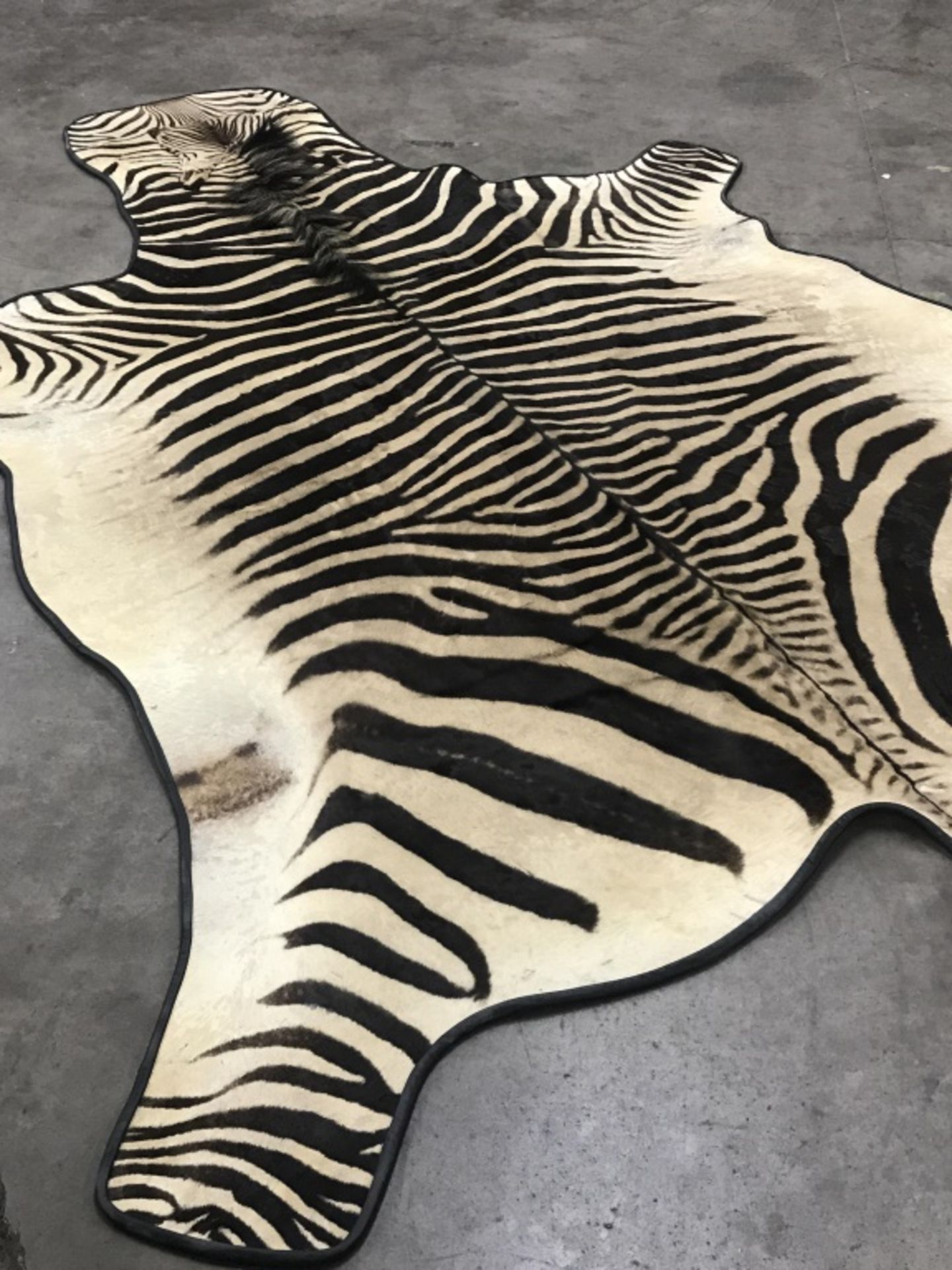 Very Nice Zebra Rug (TX Res. Only) - Image 12 of 13