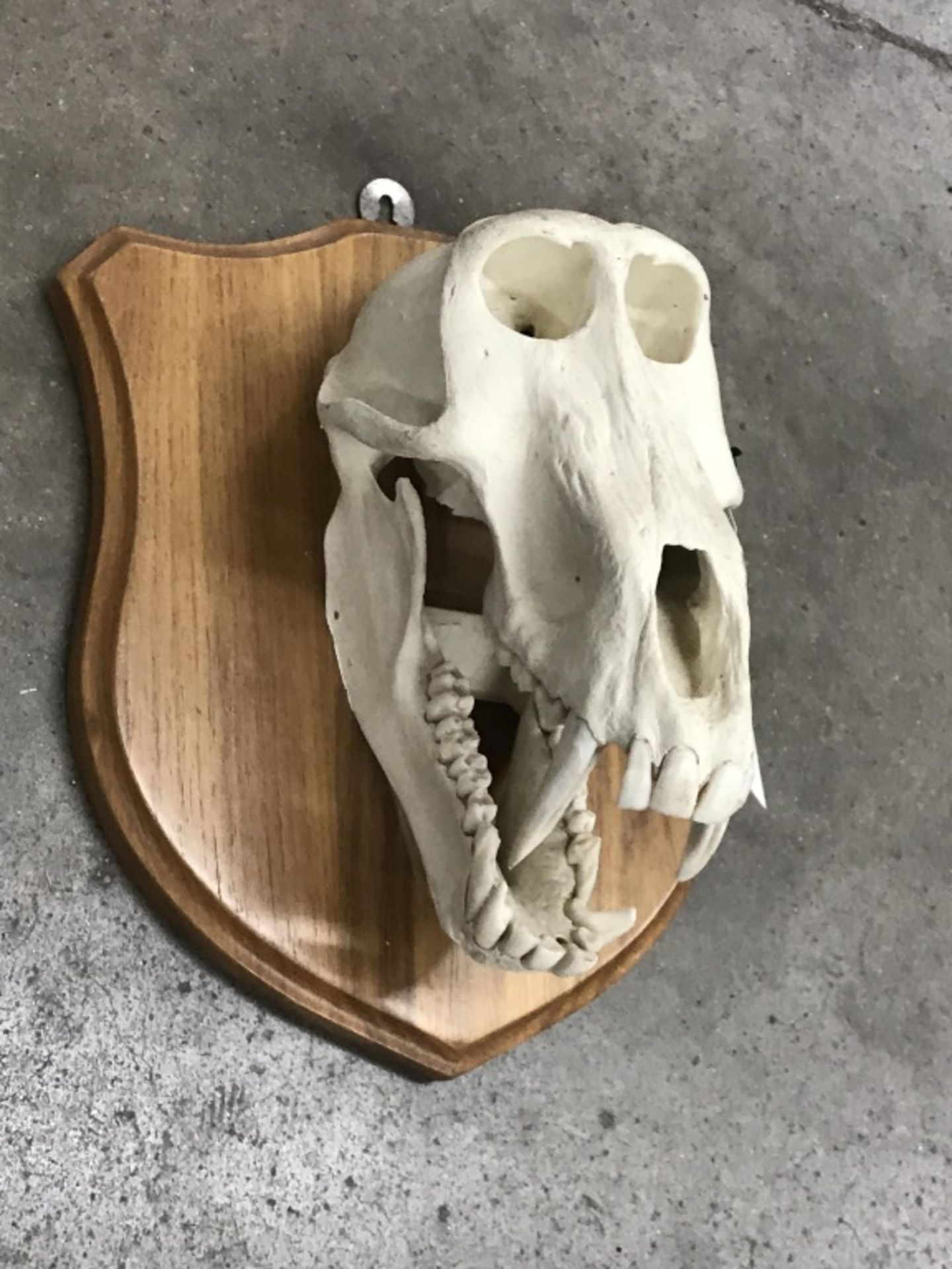 Baboon Skull - Image 6 of 13