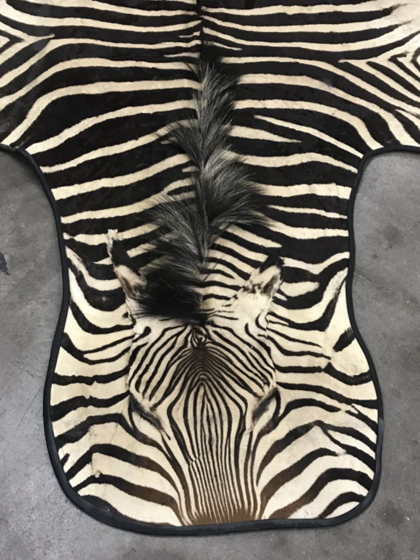 Very Nice Zebra Rug (TX Res. Only) - Image 7 of 13