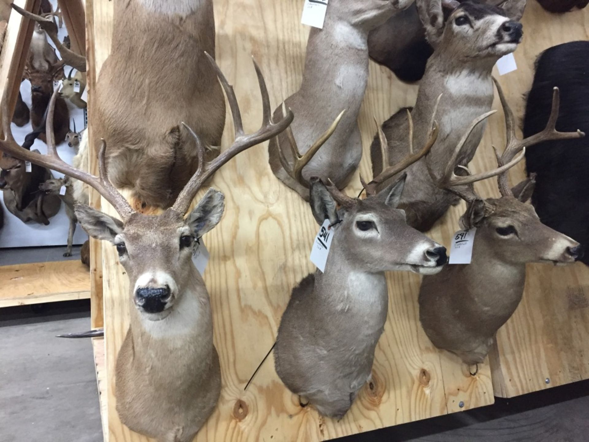 3 Whitetail (3X$) - Image 3 of 13