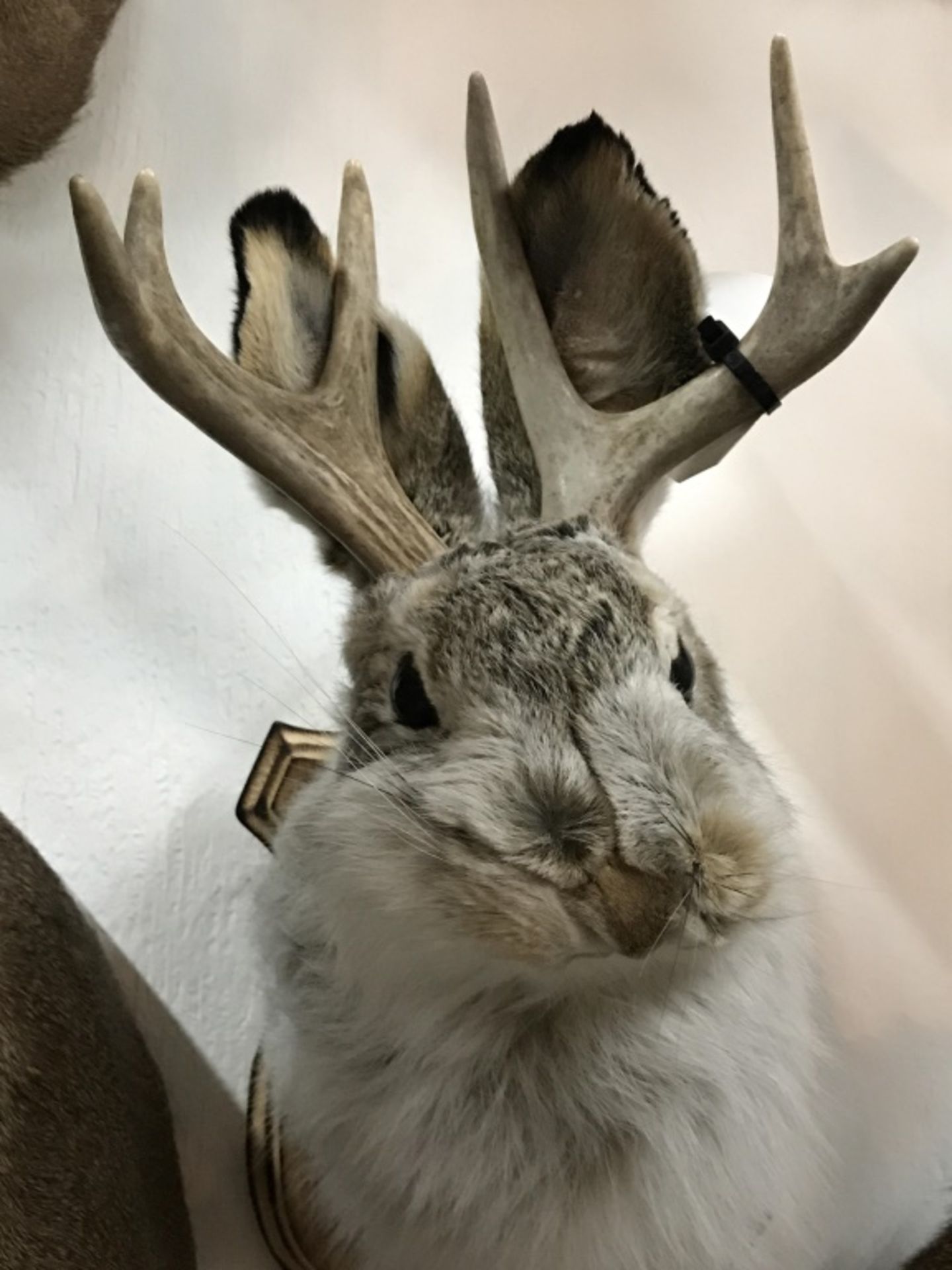 Jackalope - Image 8 of 13