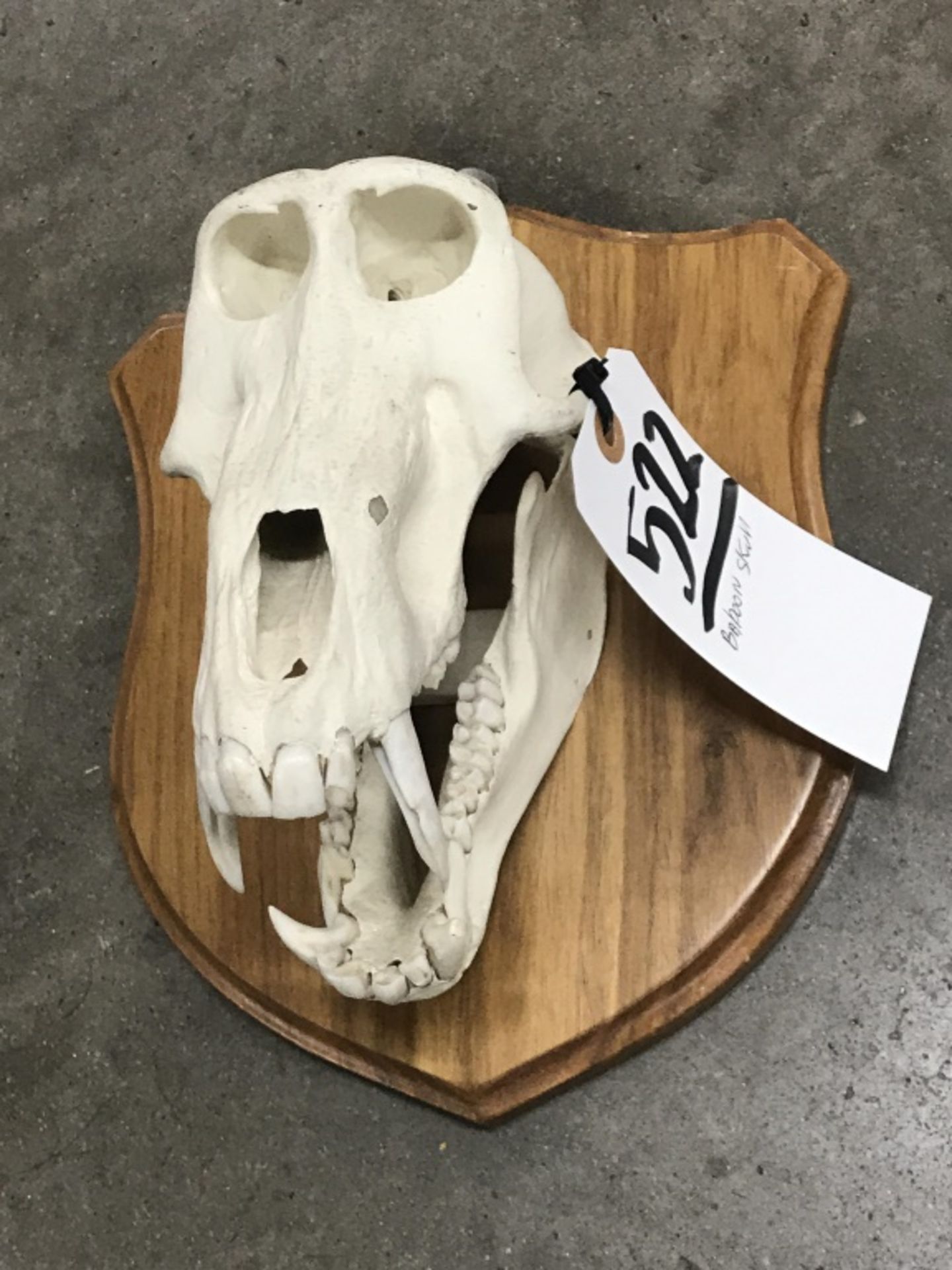 Baboon Skull - Image 2 of 13