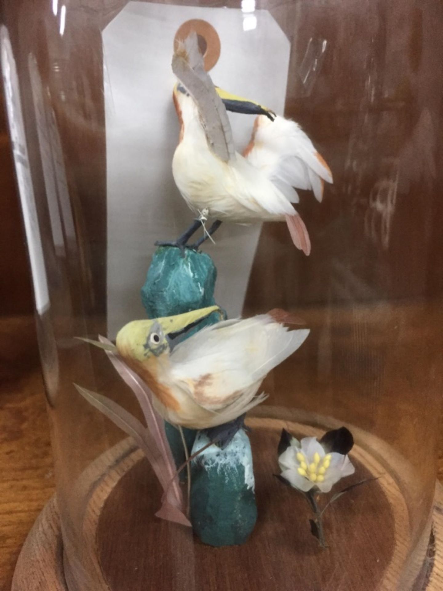 5 Sets of Birds Under Glass - Image 7 of 19