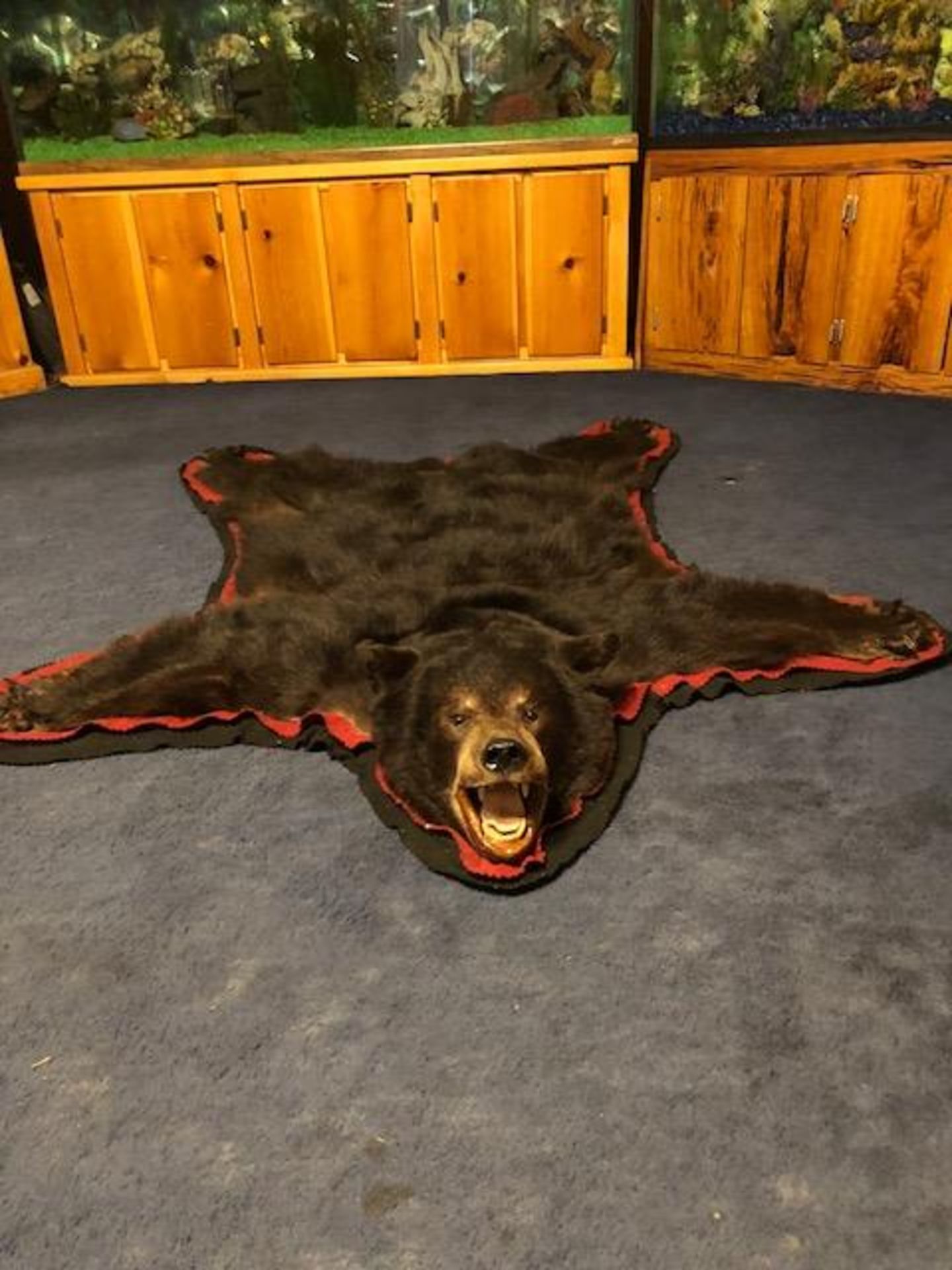 Large Black Bear Rug - Image 3 of 4