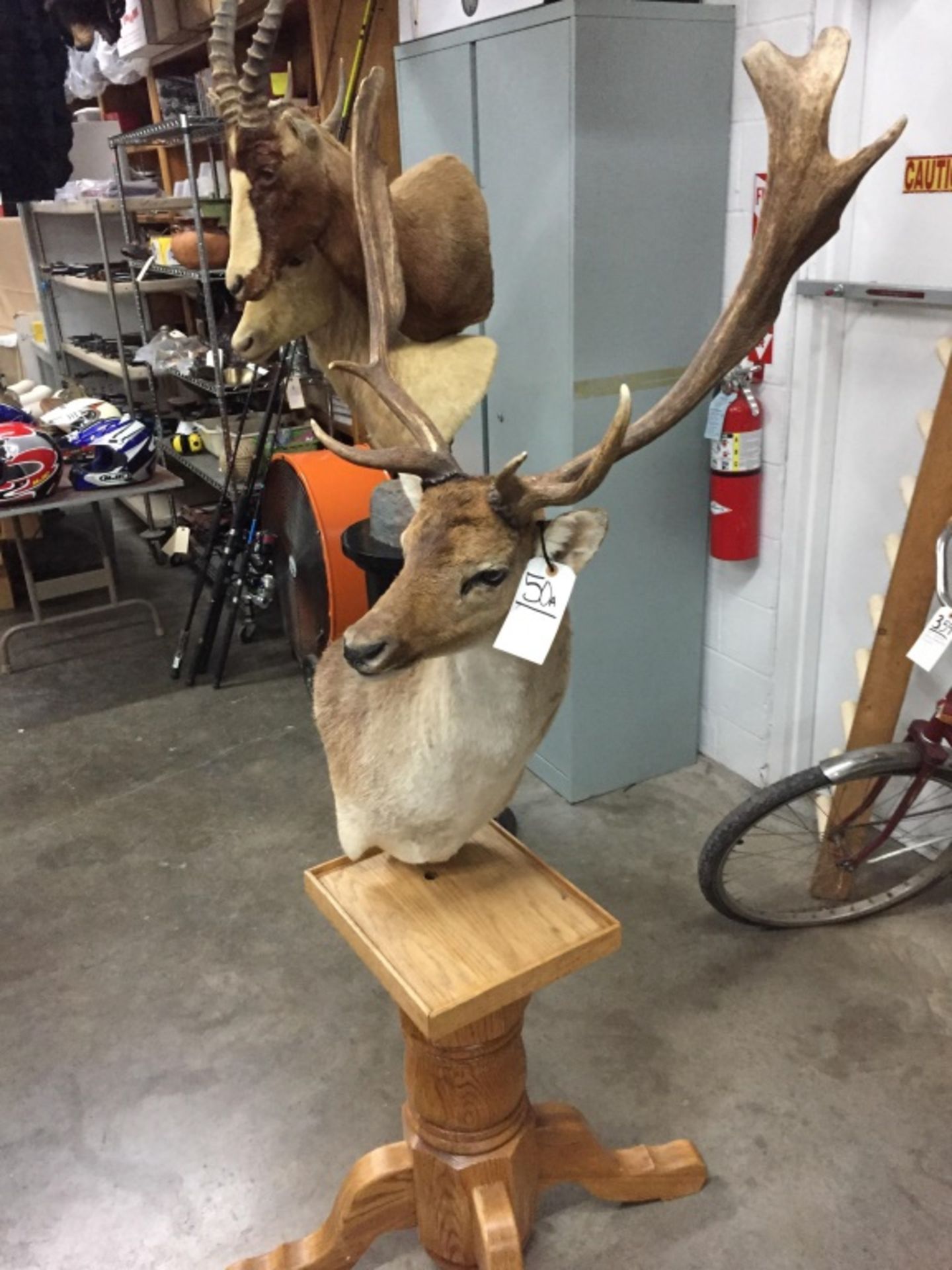 Pedestal Fallow Mount - Image 3 of 10